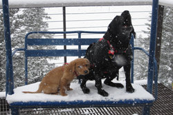 aspen animal hospital picture of two dogs on a bench
